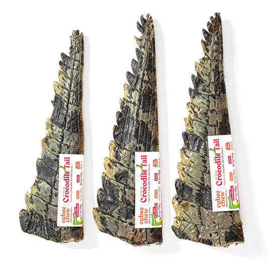Air-Dried Crocodile Tail