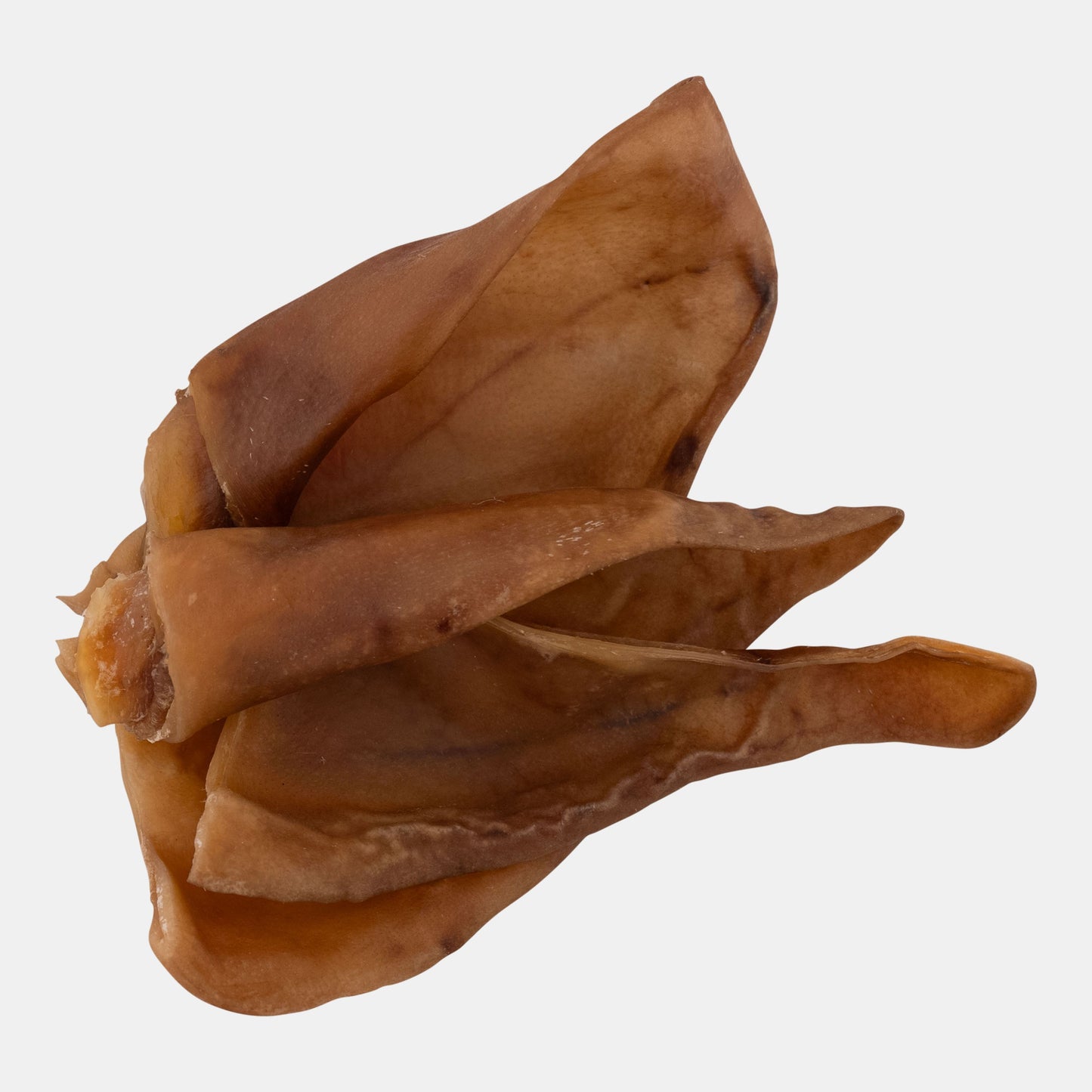 Dried brown leaf or pod on a white background