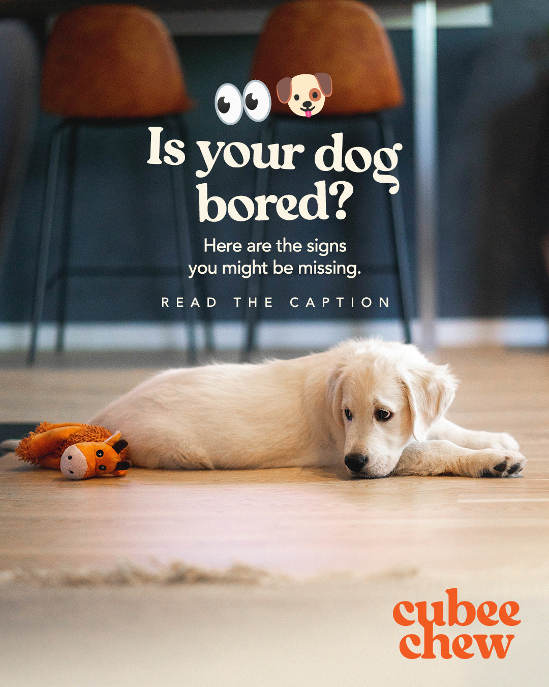 Is Your Dog Bored? Signs They May Need More Enrichment