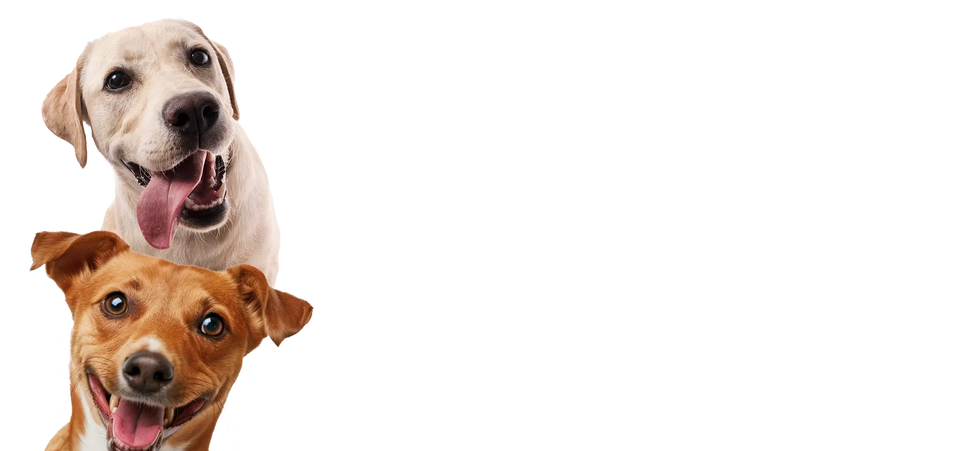 Two dogs, one white and one brown, standing on a white background