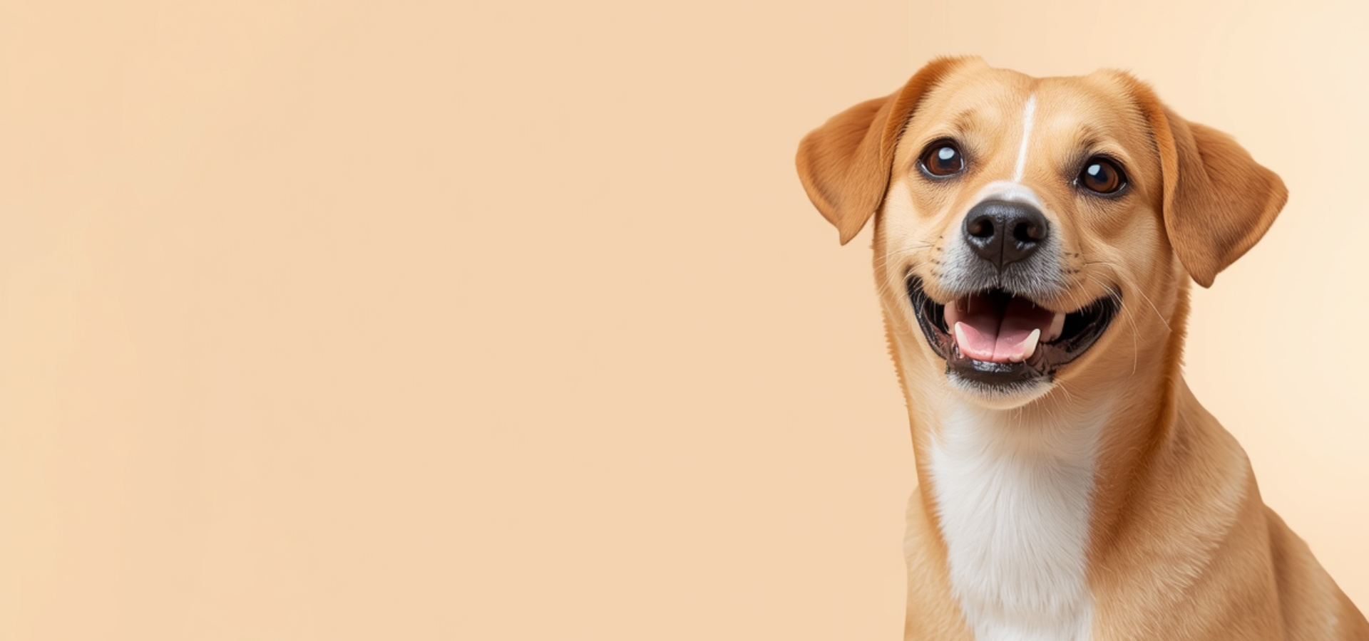 Happy brown dog with a white patch on a beige background