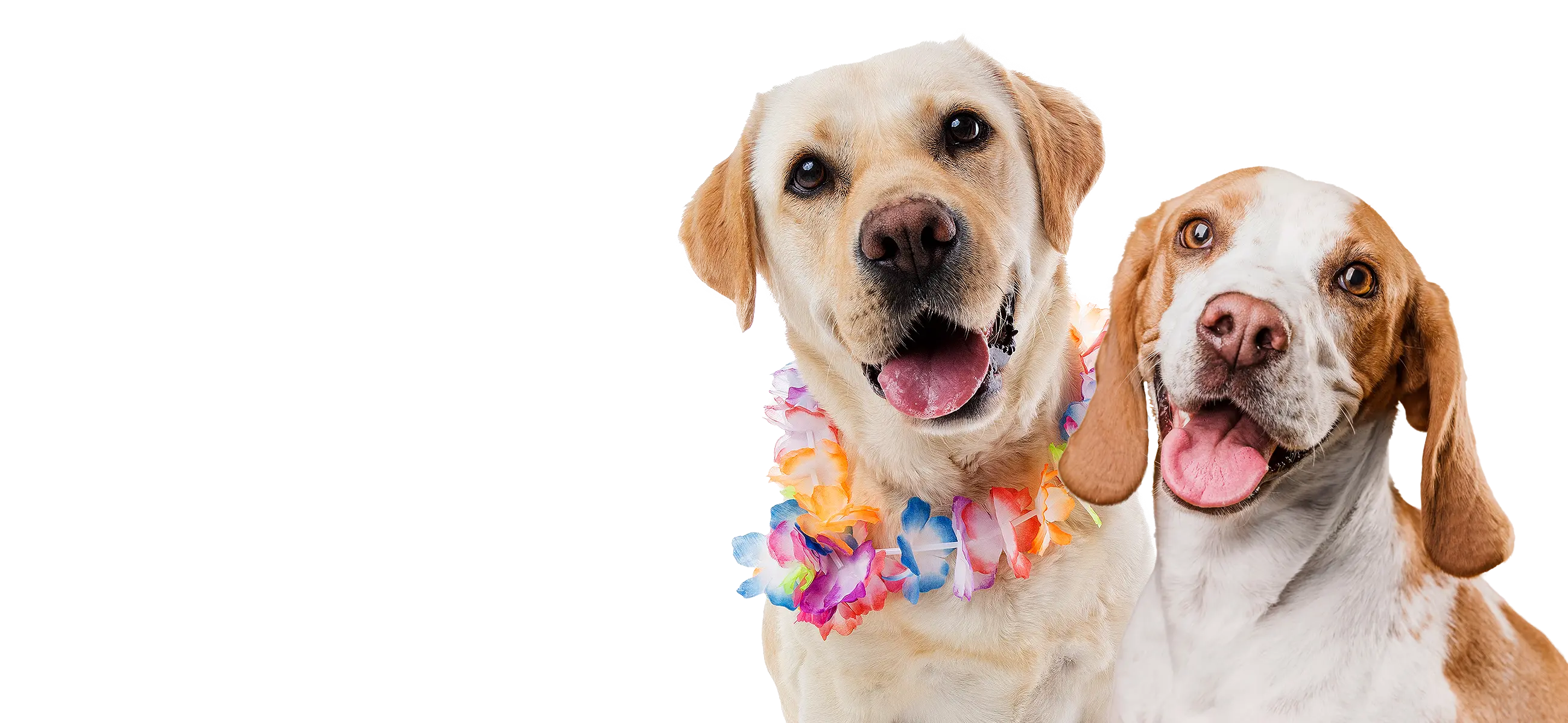 Two dogs, one with a colorful lei, on a white background
