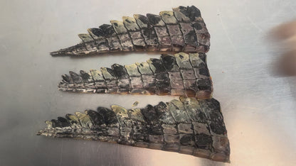 Air-Dried Crocodile Tail