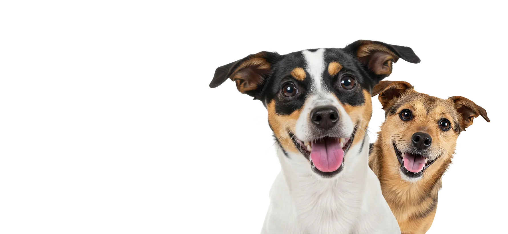 Two dogs with happy expressions on a white background